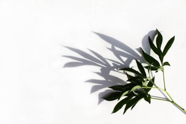 Bitkinin beyaz arka plandaki güzel dalı sert gölgeler altında.