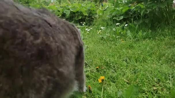 Šedá kočka našla něco v trávě, pohled zezadu — Stock video