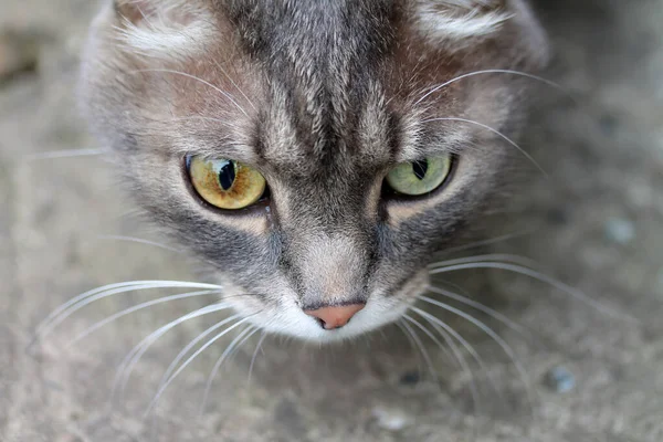 Ένα γκρι αστείο tabby γάτα με μεγάλα διαφορετικά χρώματα μάτια κομμάτια λεία, κυνηγά για ένα ποντίκι. — Φωτογραφία Αρχείου