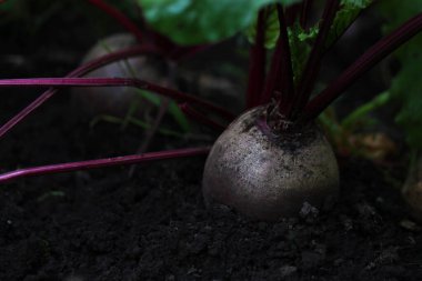 Yatakta büyük pancarlar, çiftlikte hasat