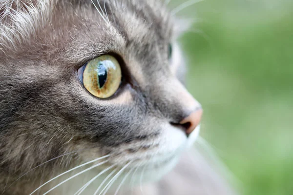 Kucing hitam tabby dengan mata sakit besar close-up, glaukoma, tumor — Stok Foto
