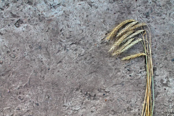灰色のコンクリートの背景に小麦の耳 — ストック写真