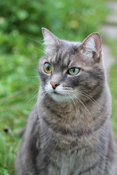 Sebuah kucing lucu abu-abu tabby dengan mata warna yang berbeda duduk di rumput — Stok Foto