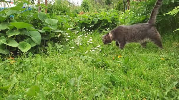 Μια γκρίζα γάτα τρέχει στο πράσινο γρασίδι, βρήκε κάτι στο γρασίδι και το έφαγε. — Αρχείο Βίντεο