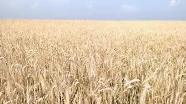 Colheita de espigas de trigo no campo — Vídeo de Stock