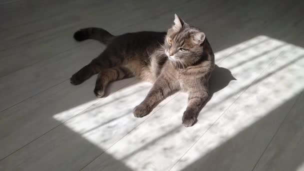 Серый кот лежит на белом полу, умывается — стоковое видео