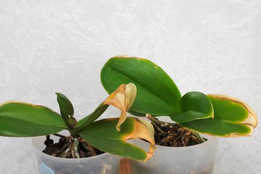 Orkide bitkisinin sarı ve kuru yaprakları