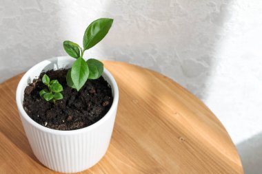 Tahta bir arka planda, güneşte limon filizleri olan beyaz tencere.