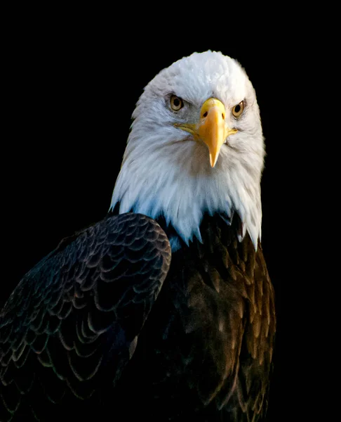 Schöne Amerikanische Weißkopfseeadler — Stockfoto