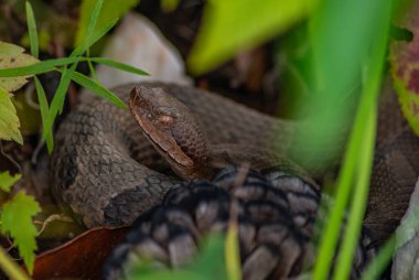 Bakır başlı yılan gözümüzün önünde saklanıyor.