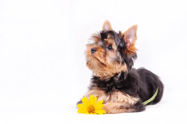 Pequeño yorkshire terrier cachorro —  Fotos de Stock