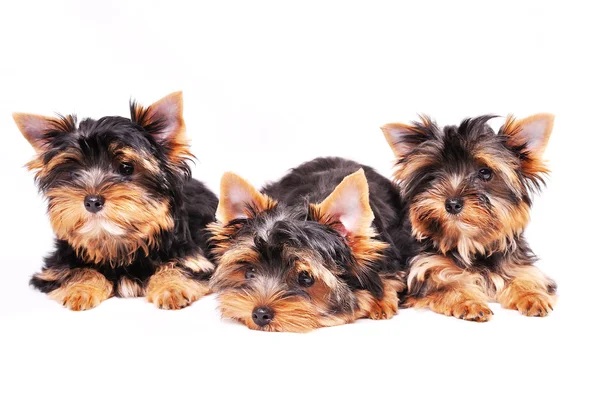 Üç Yorkshire terrier köpek yavrusu
