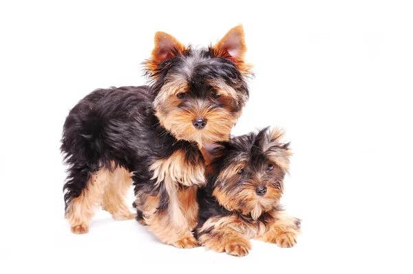 Dois cachorrinho terrier Yorkshire — Fotografia de Stock