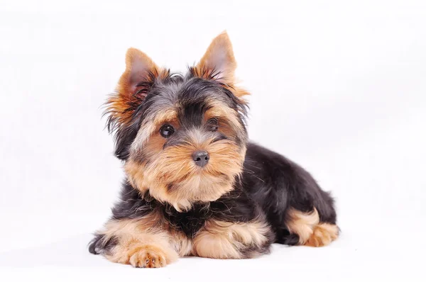 Piccolo yorkshire terrier cucciolo — Foto Stock
