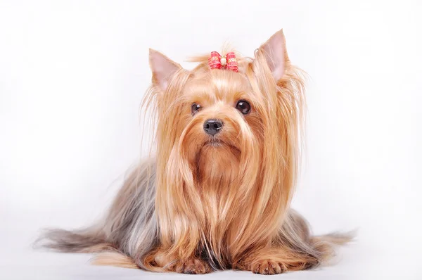 Beautiful adult female Yorkshire terrier with a bow on her head Stock Picture