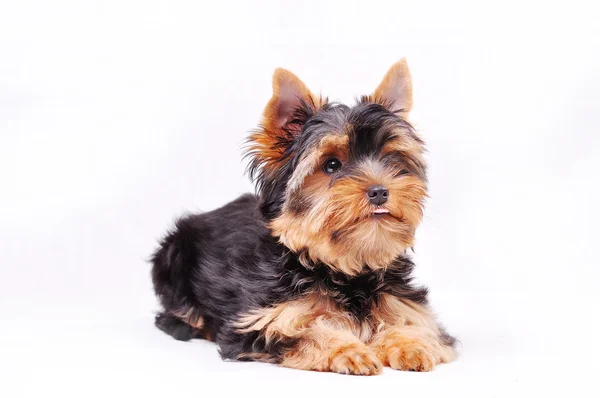 Little Yorkshire terrier puppy — Stock Photo, Image