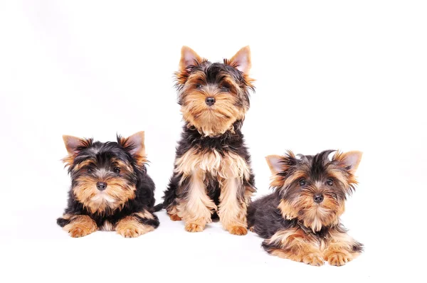 Three Yorkshire terrier puppy — Stock Photo, Image