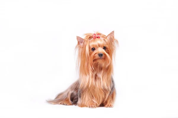 Bonito adulto feminino Yorkshire terrier com um arco na cabeça — Fotografia de Stock