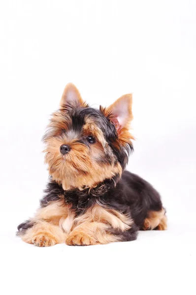 Piccolo yorkshire terrier cucciolo — Foto Stock