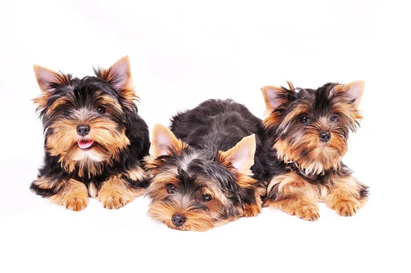 Three Yorkshire terrier puppy — Stock Photo, Image