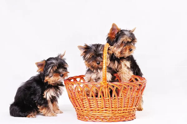 Yorkshire terrier puppies — Stock Photo, Image