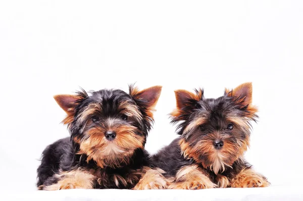 Two puppies of the Yorkshire terrier lie on a white background — Stock Photo, Image