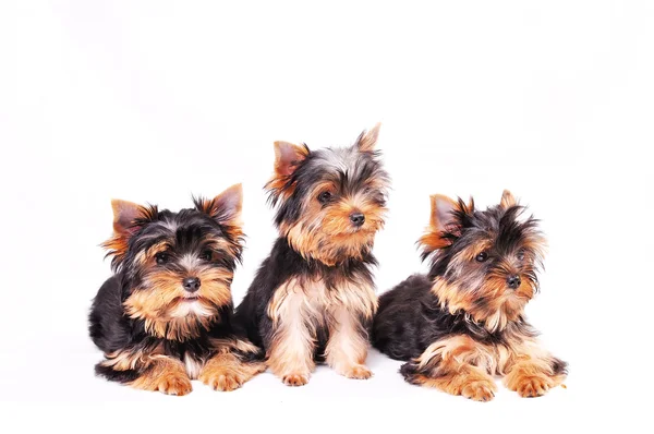 Three Yorkshire terrier puppy — Stock Photo, Image