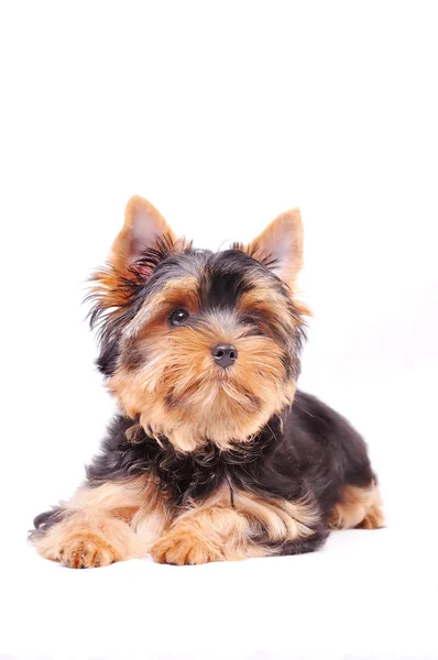Piccolo yorkshire terrier cucciolo — Foto Stock