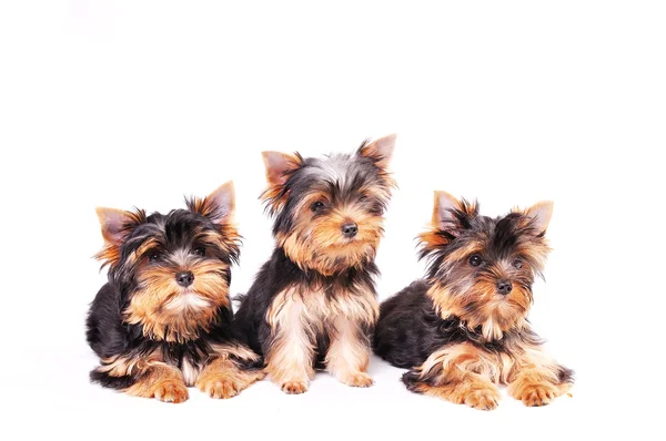 Tres Yorkshire terrier cachorro — Foto de Stock