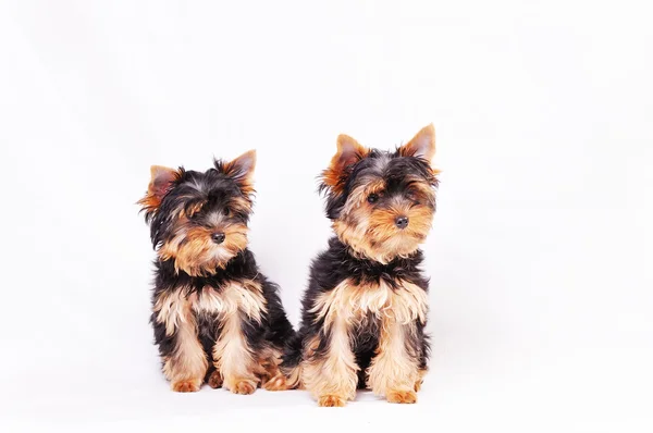 Dois cachorrinho terrier Yorkshire — Fotografia de Stock