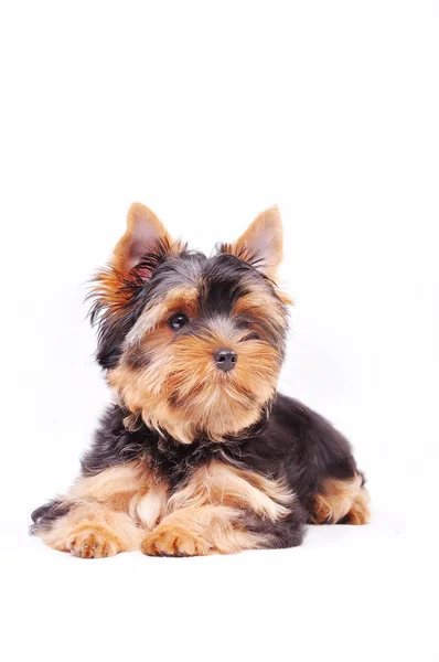 Piccolo yorkshire terrier cucciolo — Foto Stock