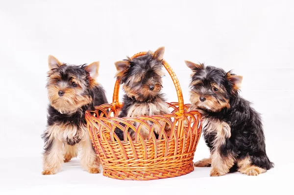 Yorkshire Terrier cachorros — Fotografia de Stock