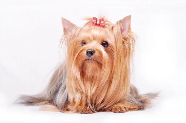 Piękne kobiece dorosły Yorkshire terrier z kokardą na głowie — Zdjęcie stockowe