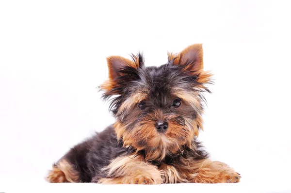 Mały szczeniak yorkshire terrier — Zdjęcie stockowe