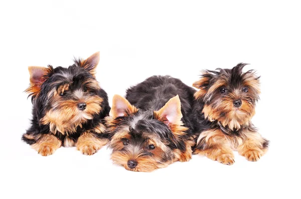 Three Yorkshire terrier puppy — Stock Photo, Image