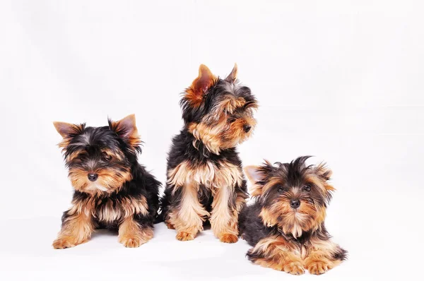 Üç Yorkshire terrier köpek yavrusu