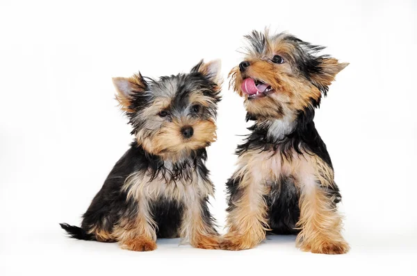 Yorkshire terrier — Fotografia de Stock