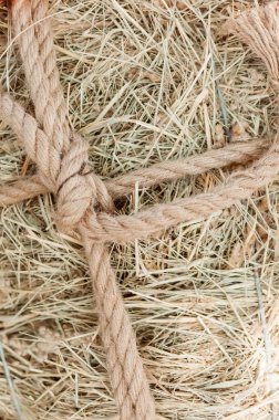 The bunch of hay