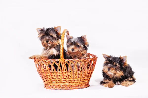 Três cachorrinho terrier Yorkshire — Fotografia de Stock