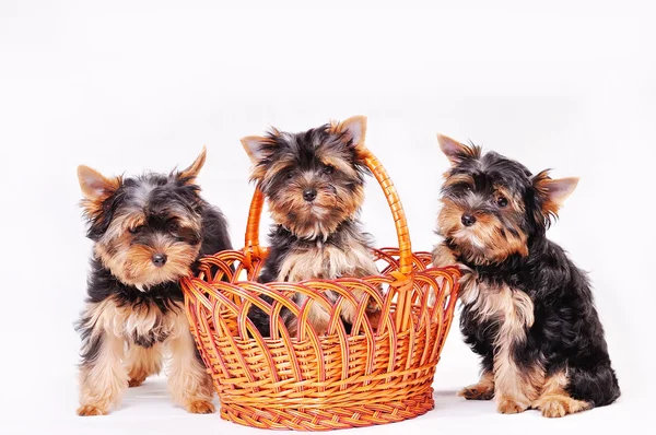 Três cachorrinho terrier Yorkshire — Fotografia de Stock