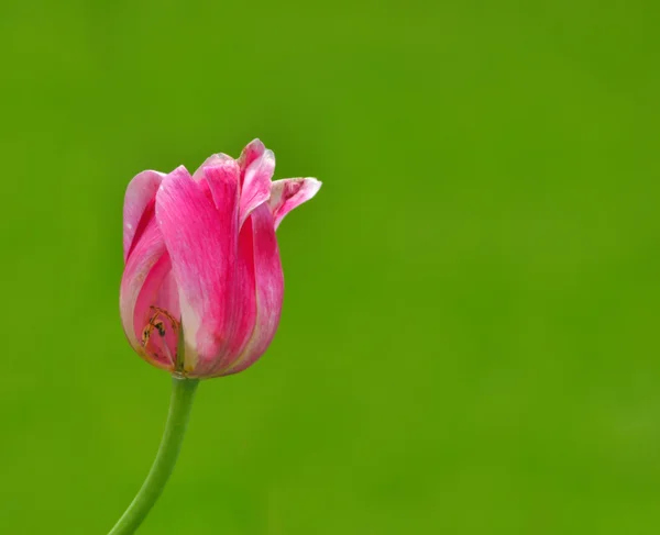 Rosa Tulpe — Stockfoto