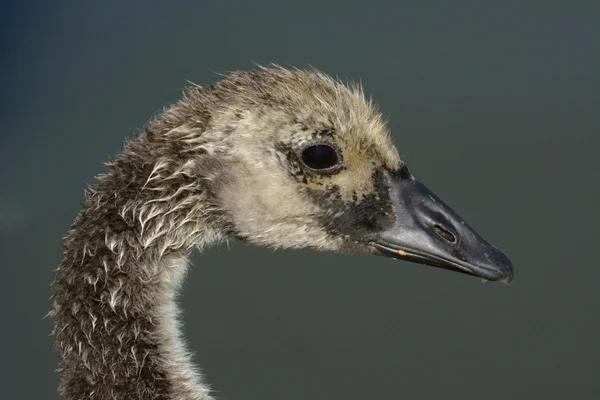 Retrato de Canda Goose Gosling — Foto de Stock