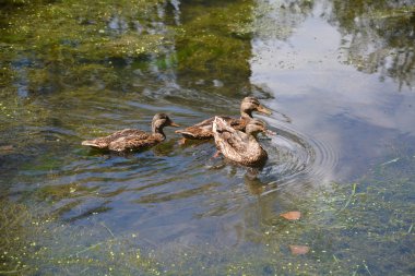 Tavukları üç genç yeşilbaş ördek