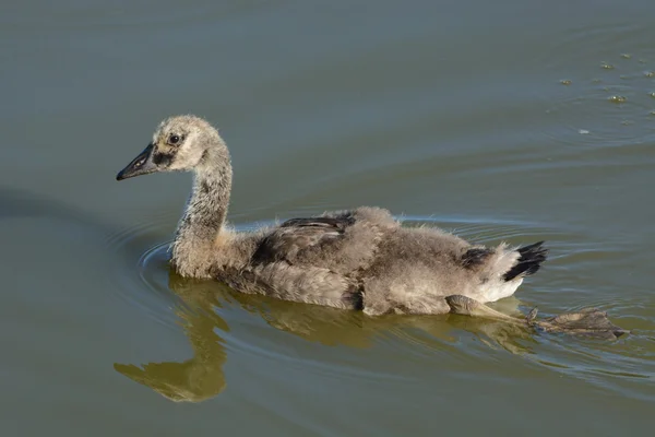 Canada Goose Gosling swimming on lake — Stock Photo, Image