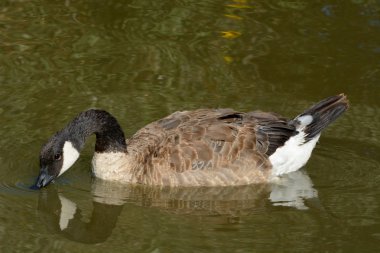 Kanada gölde yüzmeye kaz
