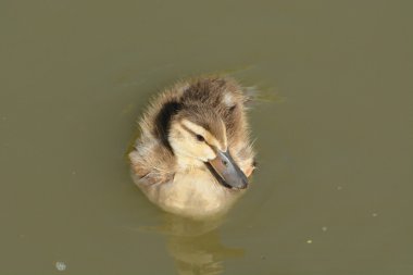 Göl kenarında yalnız yeşilbaş ördek ördek yavrusu
