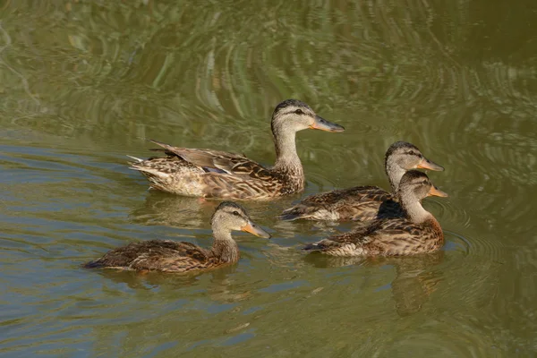 Mallard Pato de gallina con patitos mayores —  Fotos de Stock