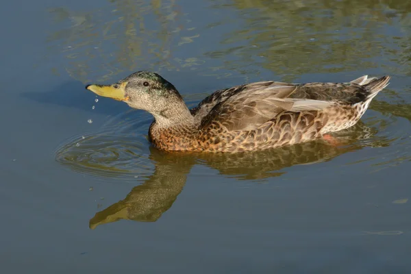 Moldeado Mallard Duck Drake —  Fotos de Stock