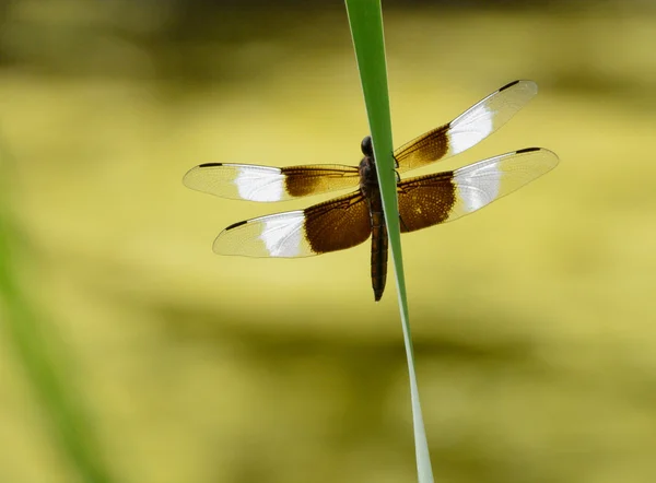 Vedova femmina schiumatoio libellula — Foto Stock