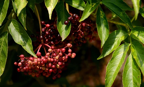 Krabbenbeeren und Blätter — Stockfoto